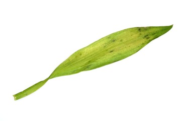 Fototapeta premium Withered alstroemeria leaves isolated on white background