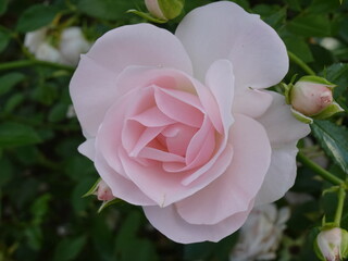 China-Rose - Bengal - Rose - chinesische Rose - rosa chinensis