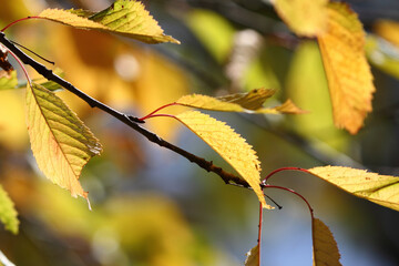 Colorful foliage in the autumn forest. Autumn leaves sky background. Autumn trees leaves in beautiful color.