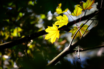 Colorful foliage in the autumn forest. Autumn leaves sky background. Autumn trees leaves in beautiful color.