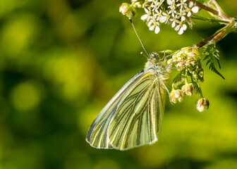 Green-Veined White Butterfly. A Green-Veined White Butterfly (pieris napi) photographed in a garden in Wales..