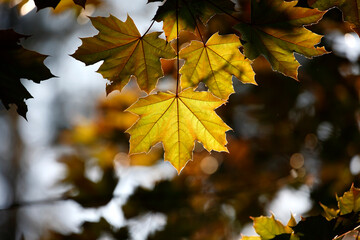 Colorful foliage in the autumn forest. Autumn leaves sky background. Autumn trees leaves in beautiful color.