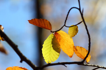 Colorful foliage in the autumn forest. Autumn leaves sky background. Autumn trees leaves in beautiful color.