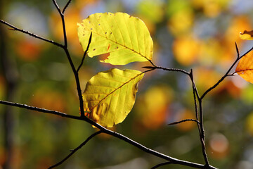 Obraz premium Colorful foliage in the autumn forest. Autumn leaves sky background. Autumn trees leaves in beautiful color.