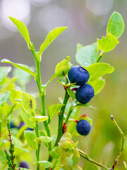 ripe wild blueberries in the forest on a blurred background