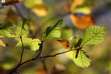 Colorful foliage in the autumn forest. Autumn leaves sky background. Autumn trees leaves in beautiful color.