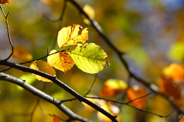 Colorful foliage in the autumn forest. Autumn leaves sky background. Autumn trees leaves in beautiful color.