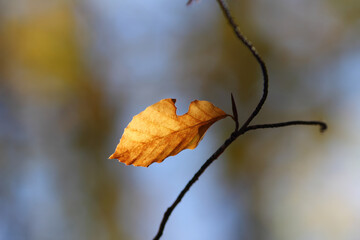 Colorful foliage in the autumn forest. Autumn leaves sky background. Autumn trees leaves in beautiful color.