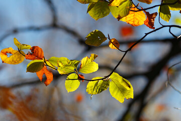 Colorful foliage in the autumn forest. Autumn leaves sky background. Autumn trees leaves in beautiful color.