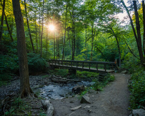 wooden bridge in the forest