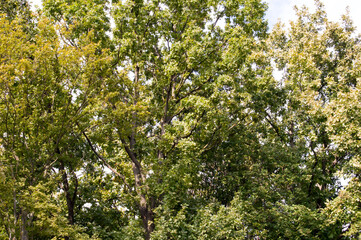 Fototapeta na wymiar green leaves in the park