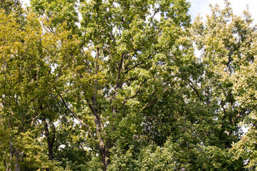 Fototapeta premium green leaves in the park