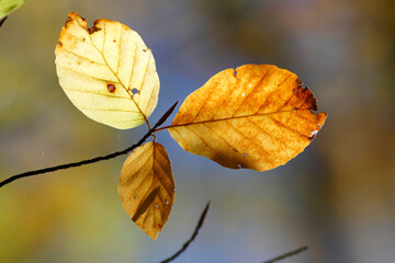 Colorful foliage in the autumn forest. Autumn leaves sky background. Autumn trees leaves in beautiful color.