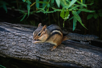 squirrel in the park
