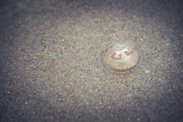 jelly-fish on the beach