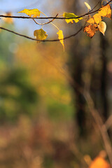 Colorful foliage in the autumn forest. Autumn leaves sky background. Autumn trees leaves in beautiful color.