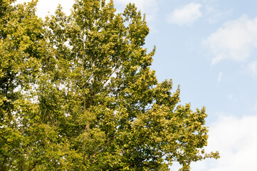 Fototapeta premium leaves against blue sky
