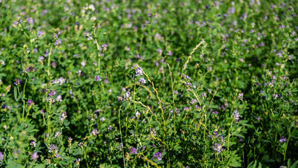 Close up on a field of alfalfa blooms, in spring 