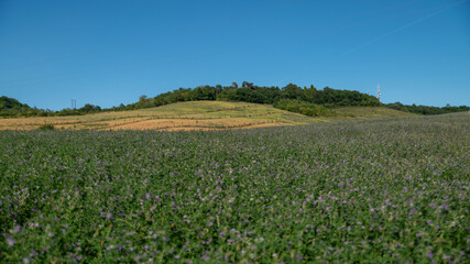 Fototapeta na wymiar Fields of cultivation under the spring sun