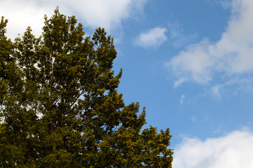 sky and trees