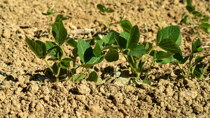 
Agricultural plantation in early spring, close up of small ripening plants