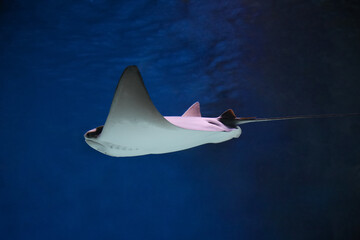 cownose ray swimming in the water,  fish underwater in the aquarium
