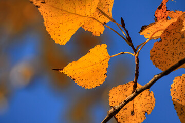 Obraz premium Colorful foliage in the autumn forest. Autumn leaves sky background. Autumn trees leaves in beautiful color.