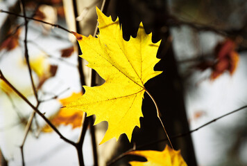 Colorful foliage in the autumn forest. Autumn leaves sky background. Autumn trees leaves in beautiful color.
