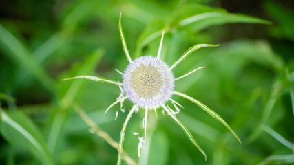 Close-up on a teasel in bloom