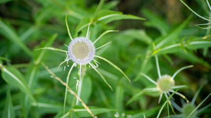 Close-up on a teasel in bloom