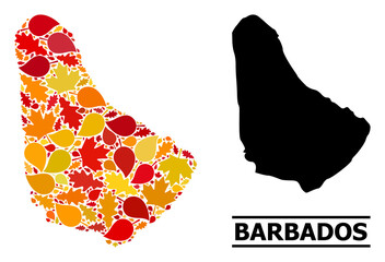 Mosaic autumn leaves and usual map of Barbados. Vector map of Barbados is created of random autumn maple and oak leaves. Abstract territory plan in bright gold, red, brown colors for map of Barbados.