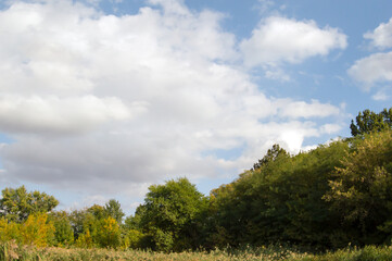 landscape with trees