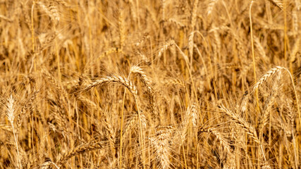 
Close up on wheat stalks in a crop field