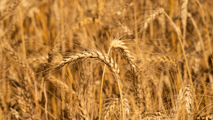 
Close up on wheat stalks in a crop field