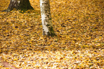 autumn leaves in the park