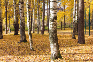 Fototapeta premium autumn in the park