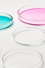 Pink, blue and transparent agar media in Petri dishes for grafting bacteria.