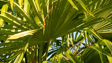Fototapeta na wymiar Close-up on a palm tree, details of the webbed stems