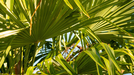 Obraz na płótnie Canvas Close-up on a palm tree, details of the webbed stems