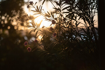 Abendstimmung im Yachthafen, Oleander im Gegenlicht