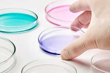 Close up a scientist or biologist in rubber gloves holding a petri dish with colorful media for grafting bacterial colonies or biochemical analysis. 