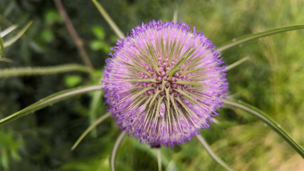 
Close-up on a teasel in bloom