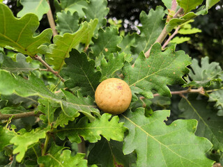 
Oak gall, yellow ball parasitizing oak leaves