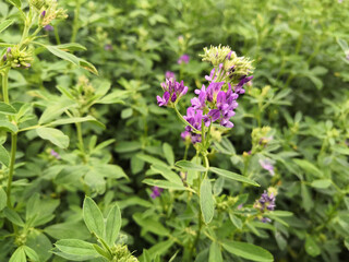 Close up on a field of alfalfa blooms, in spring	