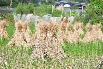 稲藁立て