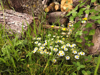
Pretty daisies blossoming among herbs and chopped wood
