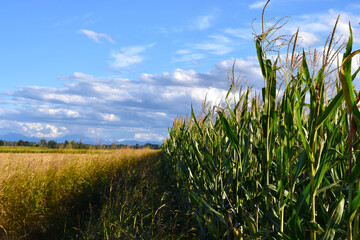Naklejka premium grass and sky
