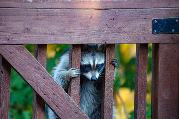 Raccoon peeking through railing © Pam