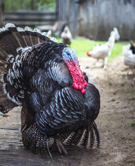 Live Turkey in the barnyard during the day. Thanksgiving day
