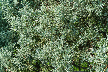 Close-up of leaves Arizona cypress (Cupressus arizonica) 'Blue Ice'  in city park Krasnodar. Public landscape 'Galitsky park' for relaxation and walking in sunny autumn September 2020